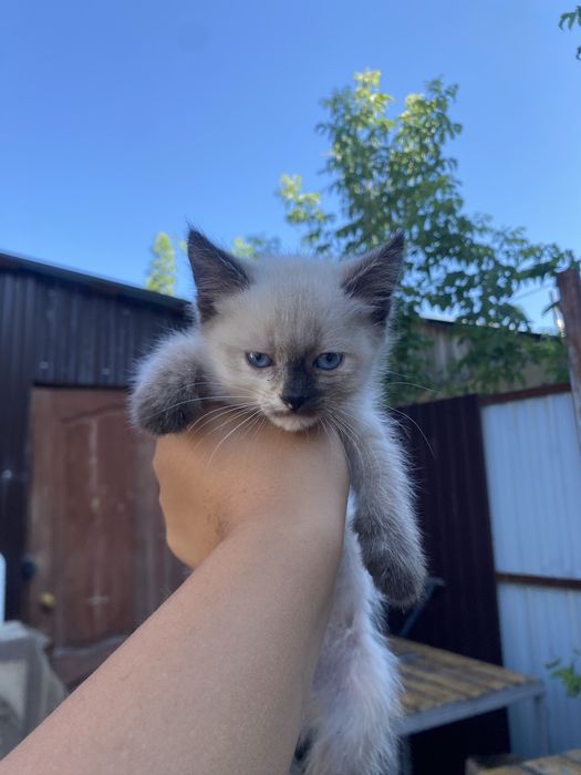 Котята отдам бесплатно