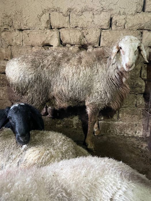 Qochqorlar sotiladi! Продается бараны