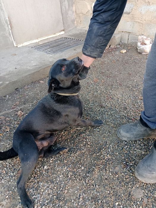 . Среднего размера .