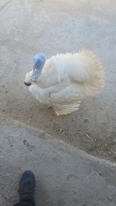 Индюк породы Виктория