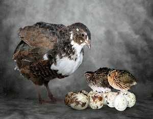 vand prepelite si oua GALATI