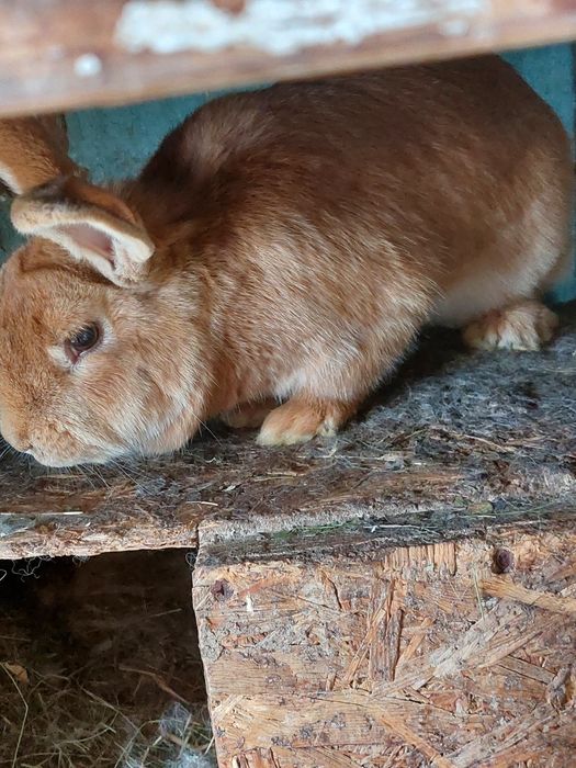 Кролики разных возрастов