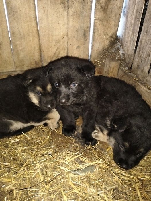 Продам щенят ВЕО,девочки!