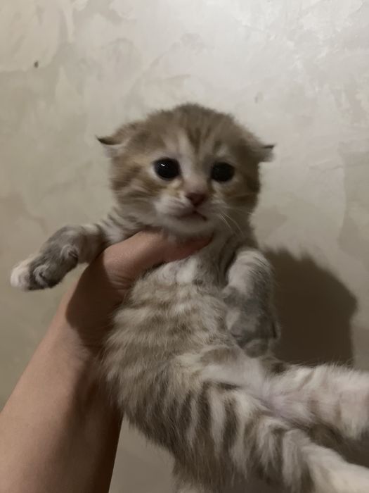 Продам милого котёнка