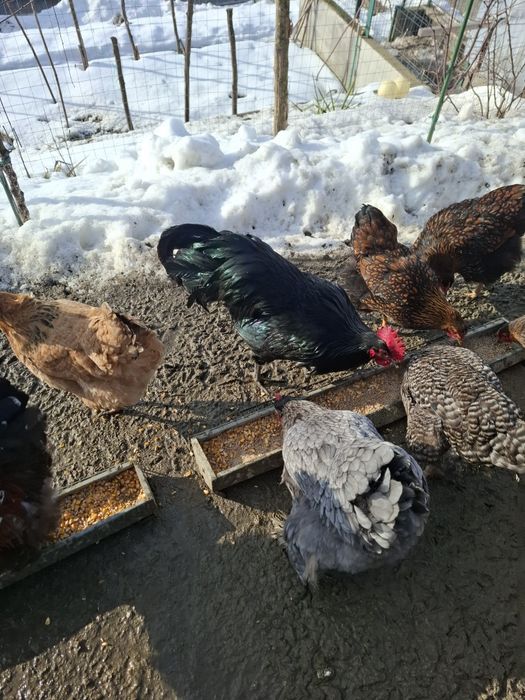 Cocosi de diferite rase