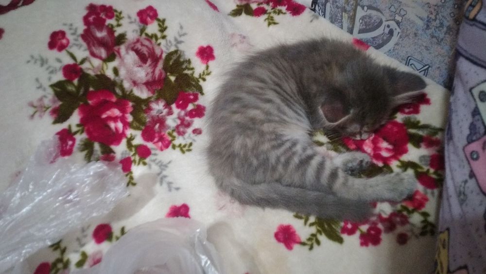 Котята в хорошие руки