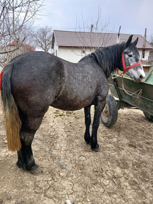 Mânză sură foarte blândă