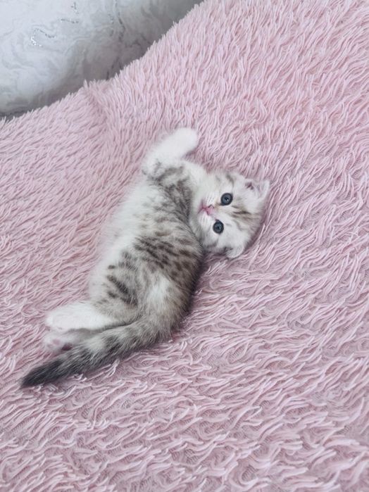 Продам шотландских котят