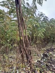 Vand puieti de salcami soi premiu esenta tare