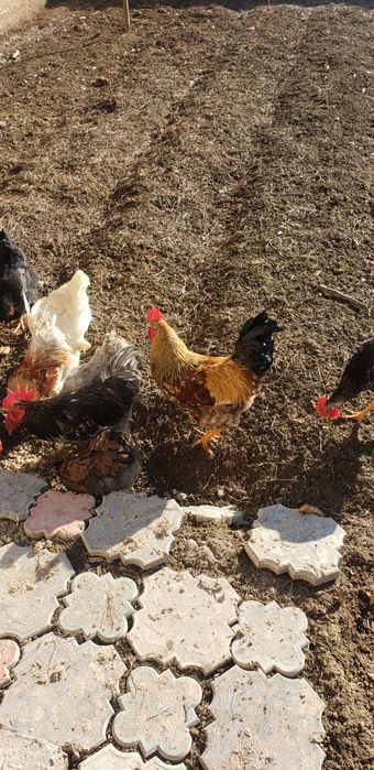 5 joja horozlar sotiladi yeb ichiwlari yahwi soglom