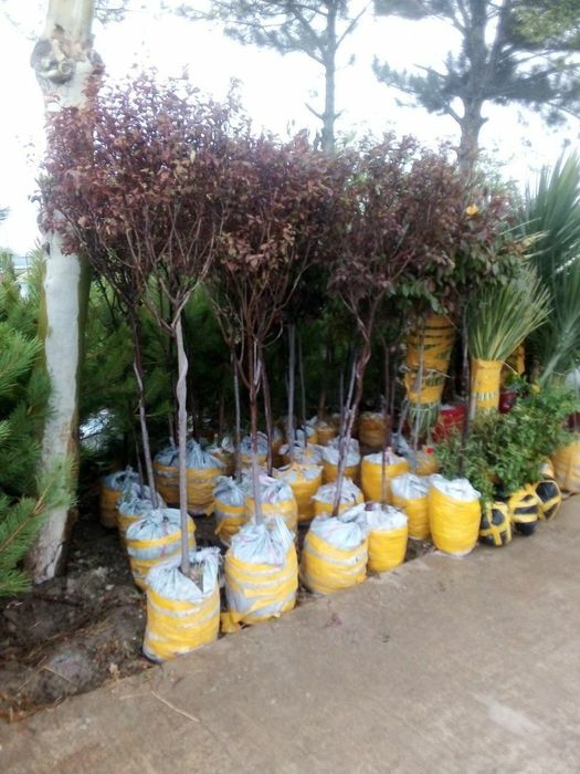 Archa va gullar arson narxlarda sotiladi Xaxlagan Archadan bori