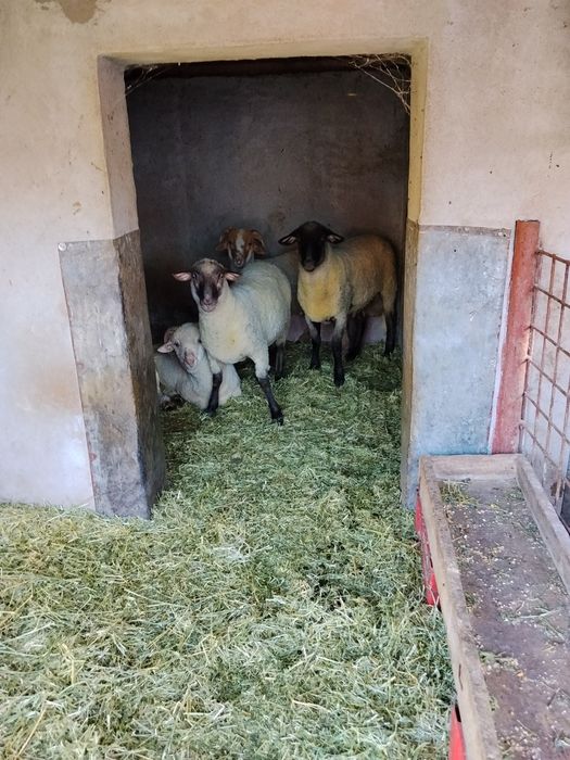 Vând 4 cârlani grași