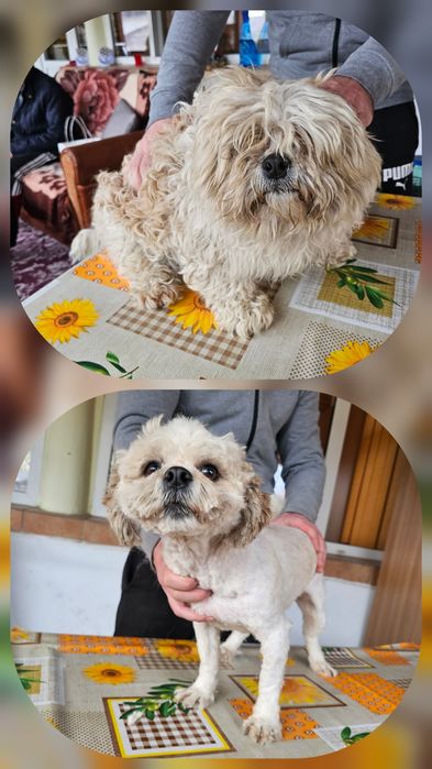 Tuns câini la domiciliu