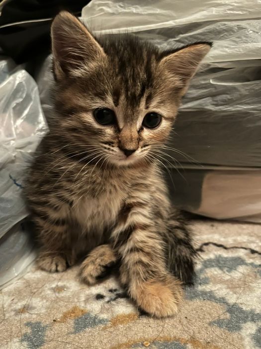 Отдам в хорошие руки