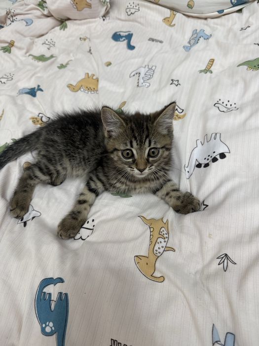 двухмесячный котёнок