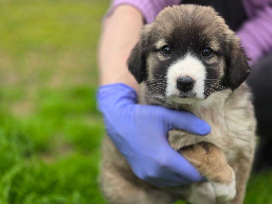 Щенок, девочка, 2 месяца