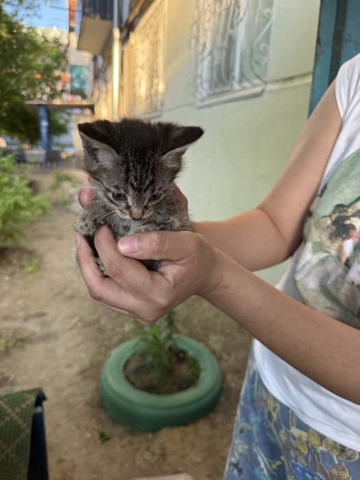 Котята отдаю беспл