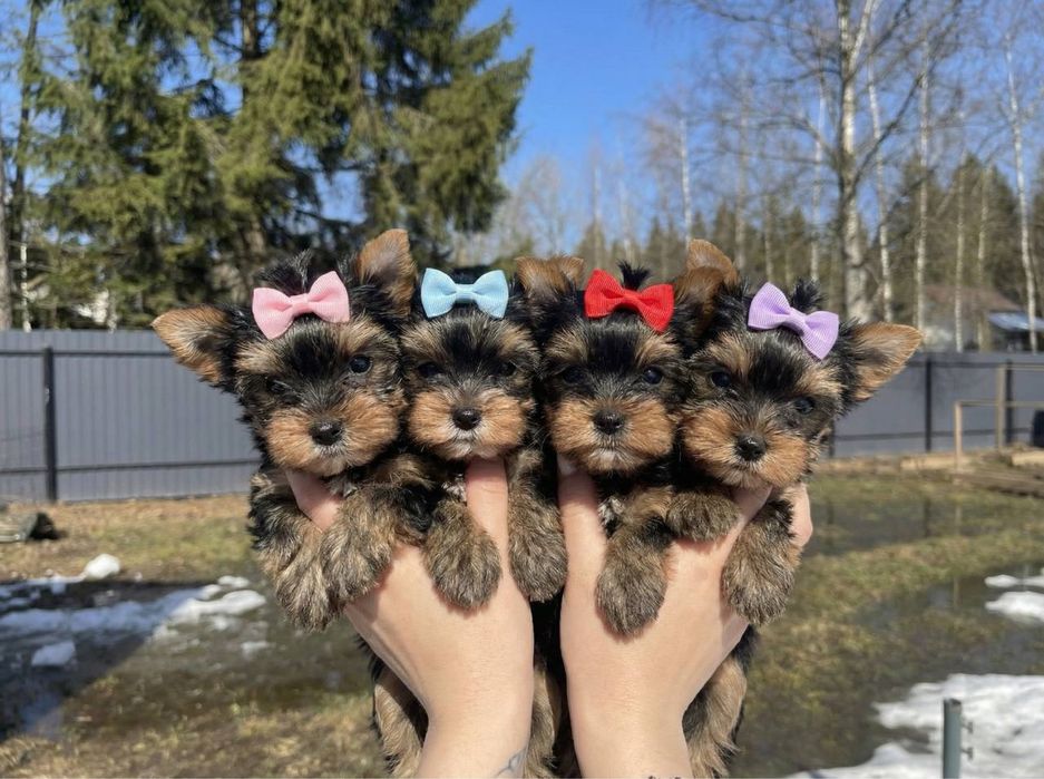 Щенки Йорк открыта бронь