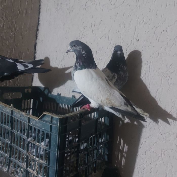 Пакистан кобрашей самец