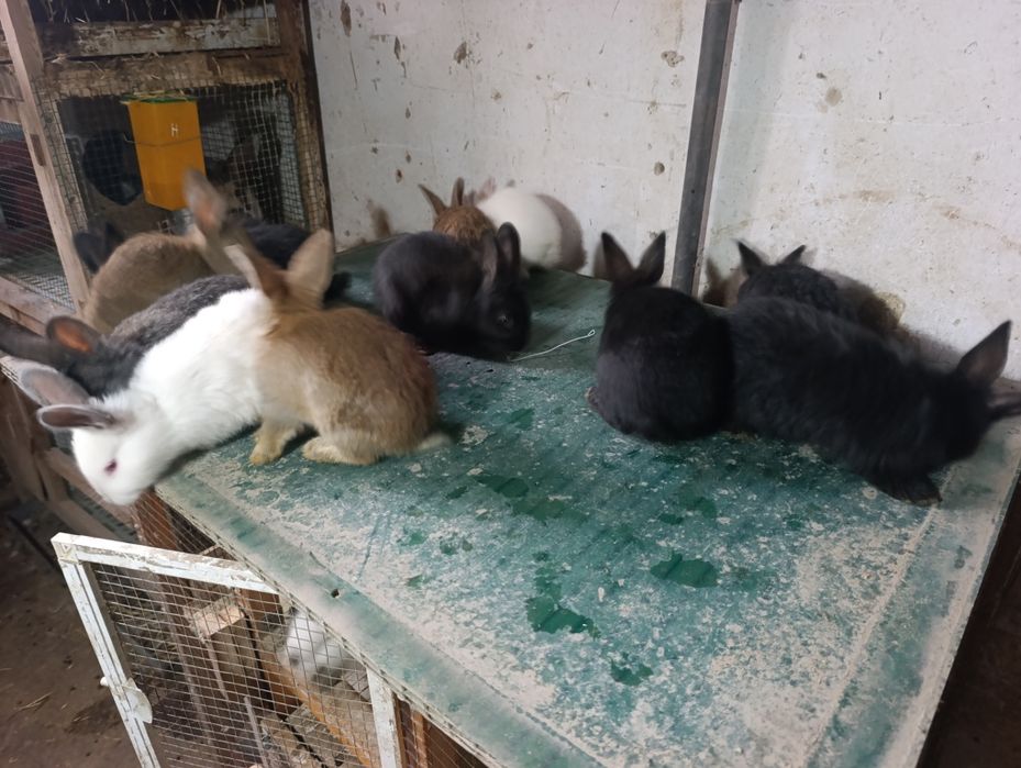 Quyonchala 45 kunli soni 12 ta.