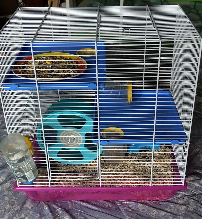 Vând hamster cu toate accesoriile și cușcă cu tobogan