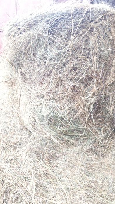 •Baloți din fân calitate de vânzare