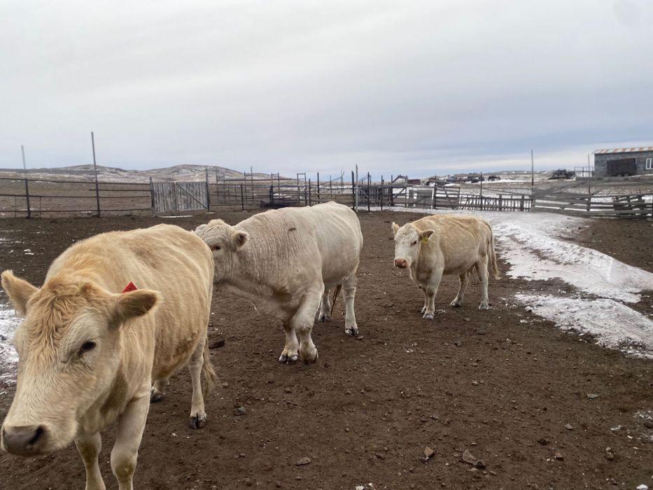 Әулиекөл тұқымды сиыр және бұқа