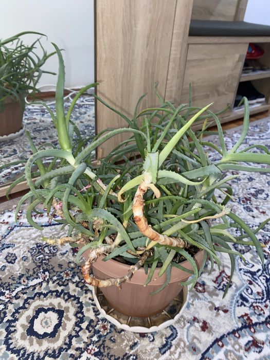 Продается Алоэ столетник