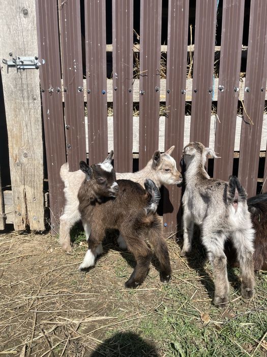 Iezi si iedute din 2