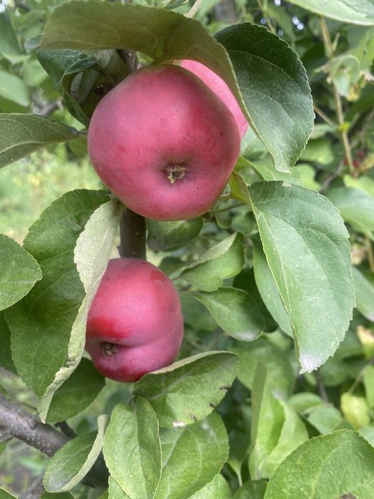 Продам дачу сад южный