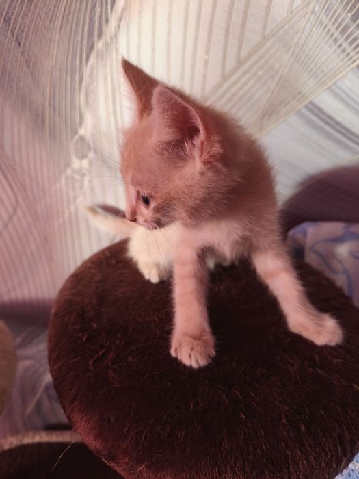 Котята в добрые руки.