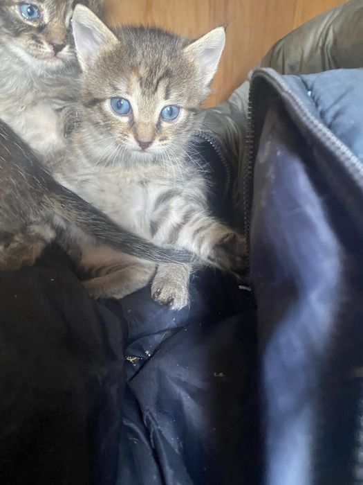 Pui de pisica - adoptati un pui de pisica Teleorman