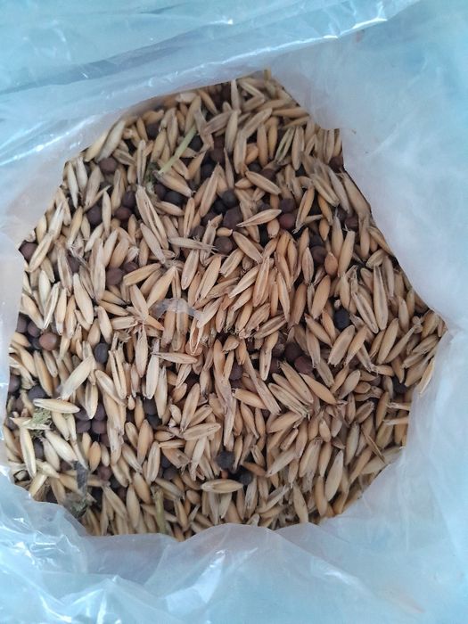 Продам дачный семенной картофель и другое