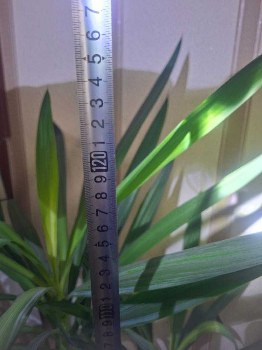 Продам комнатную пальму Юкка