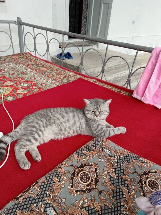 мушук зотдор серий котта