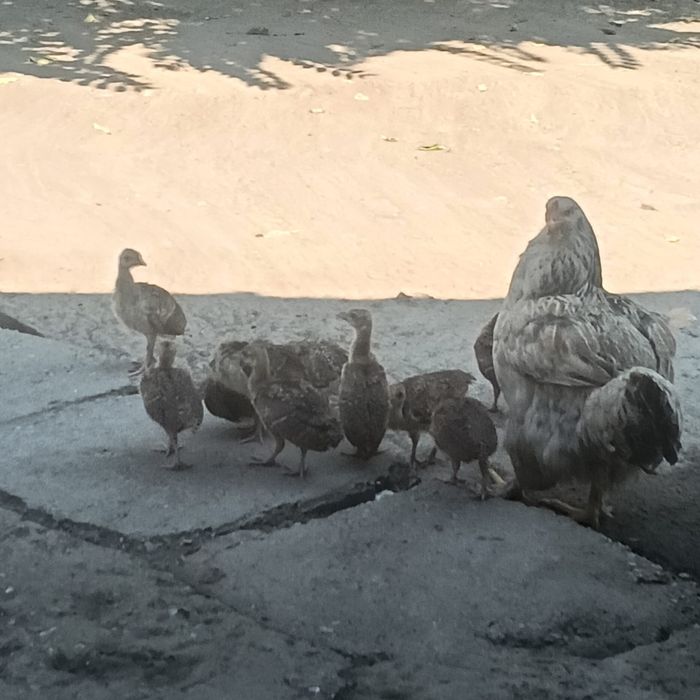 Pui de paun de vanzare