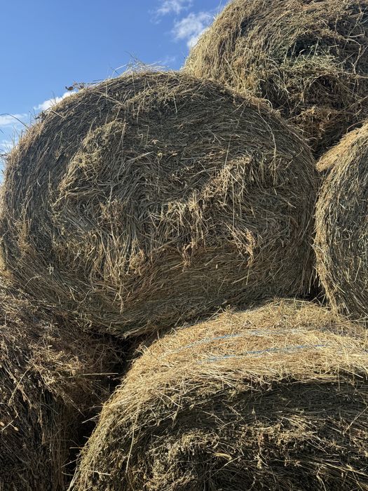 baloti lucerna 100/150/250 ron