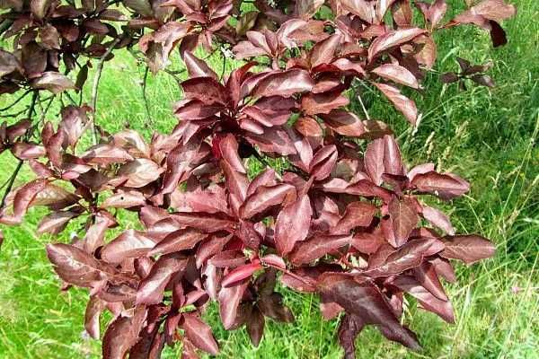 Олча писсарди навли кучатлари