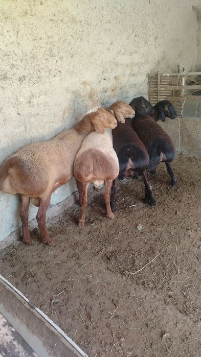 Arashan qoylar sotiladi
