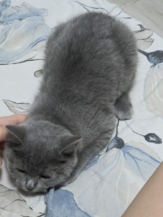 Британско коте мъжко
