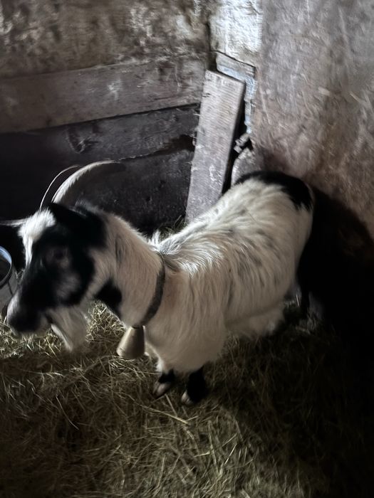 Vand o capra la prima fatare