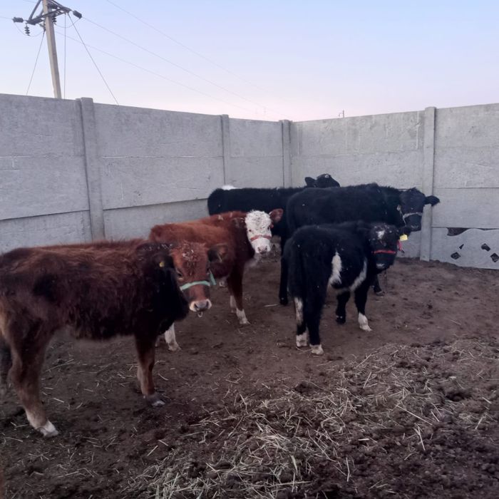 Бычок, Таналар 11 бас