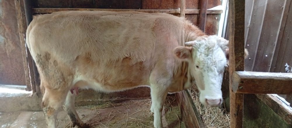 Первотёлка с теленком