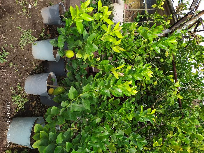 лимонови дръвчета