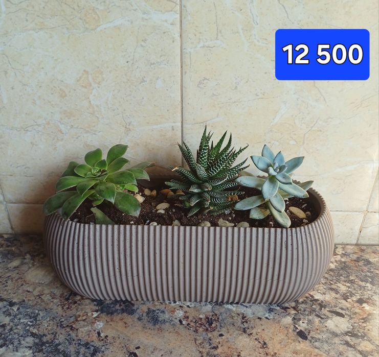 Цветы в горшках Суккуленты