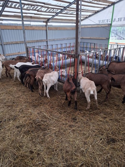 Capre si iezi de vanzare, Alpina franceza, Boer, Sanenn