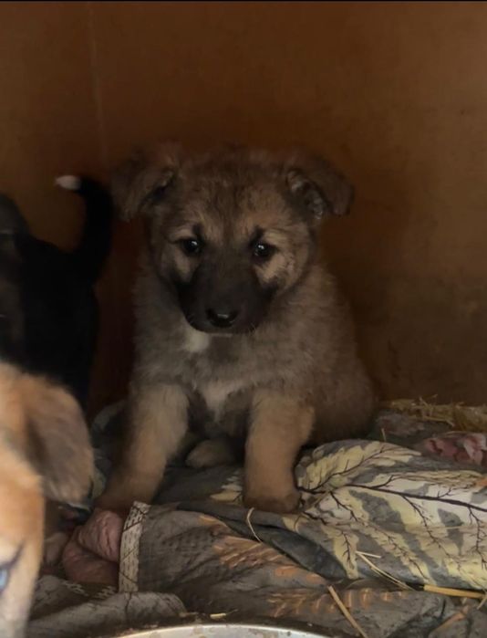 Щенки карапузики