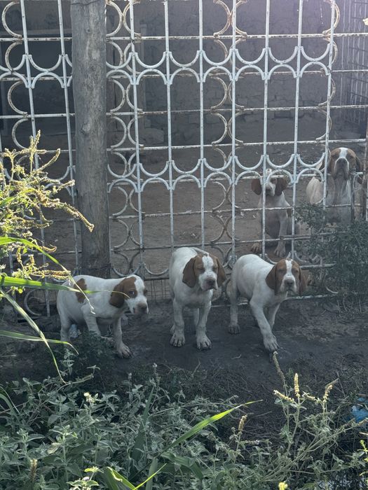 Английский Пойнтер собаки