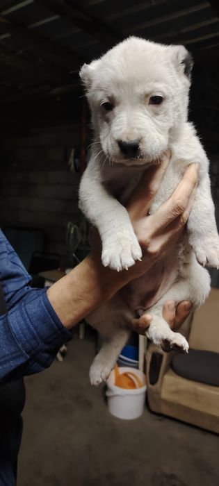 Продам шенков алабая