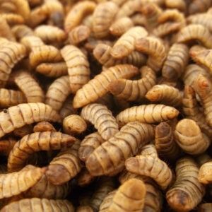 Чёрная львинки опарыш